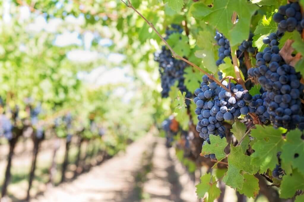 british-vineyard