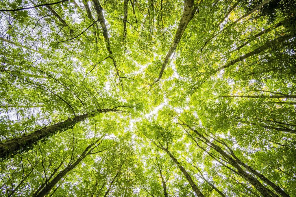 Will taking your brand green boost sales?